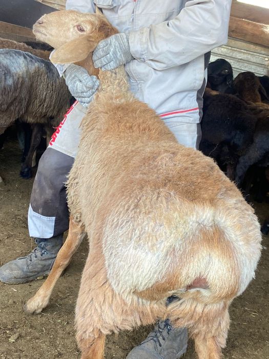 Тарихи орыс ауылының секс видеолары