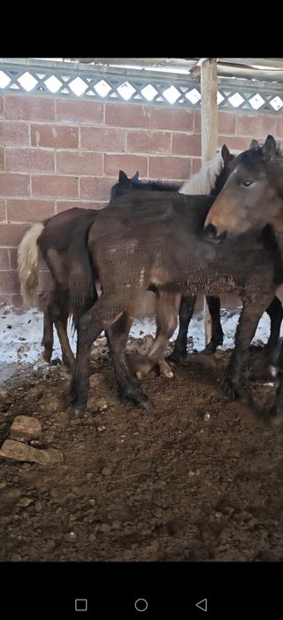 Жабағы, тай еркек ұрғашы