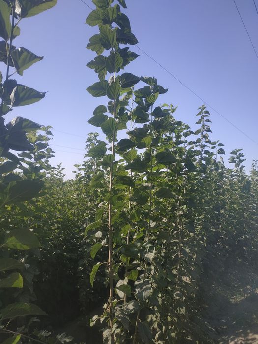 Tut kuchatlari kelishilgan narxda