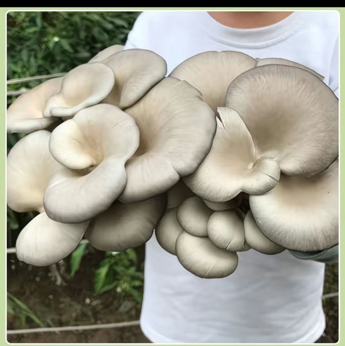 Кузикорин уруги,митсилей эмас таййор дон уруги сотилади.