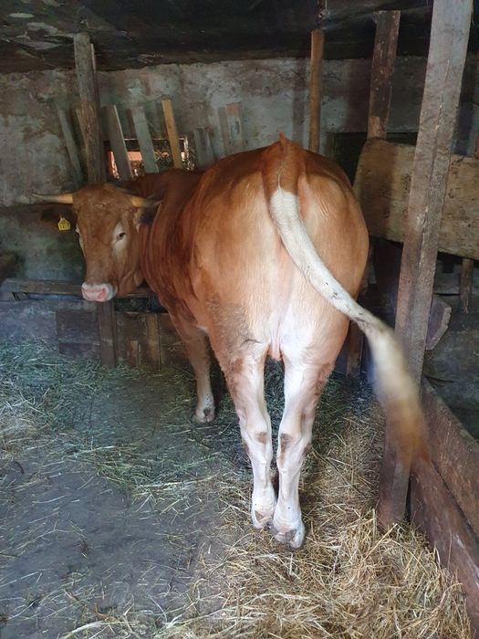 Vând juninca de 16 luni,montatade 3 luni cu Angus