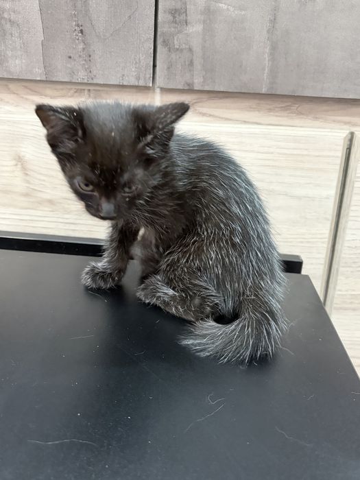 Котенок в добрые руки