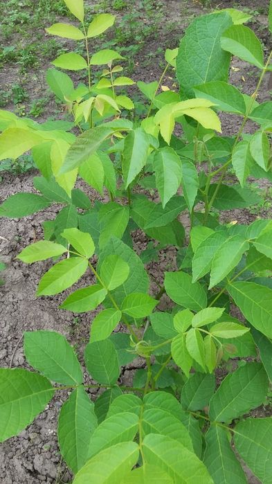 Грецкий орех саженцы