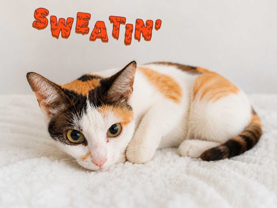 Adoptie pisica calico Lisa