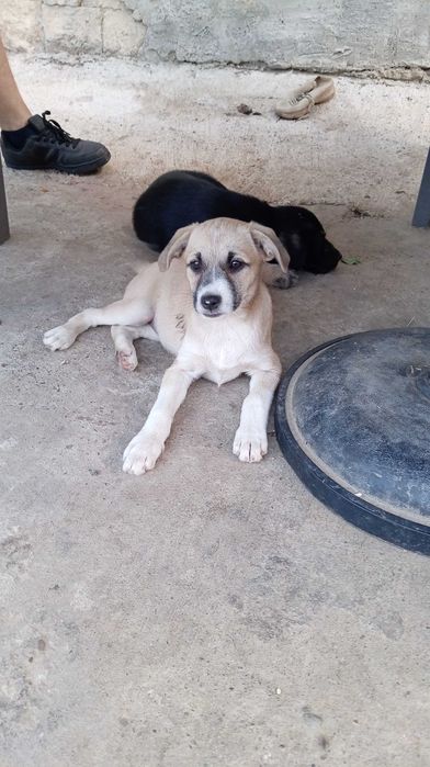 Ofer spre adoptie 2 cateluse