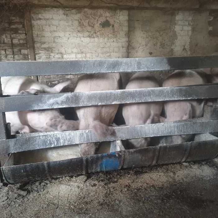 Продам свиней на мясо.