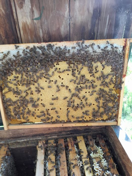 Vand 50 famili de albine