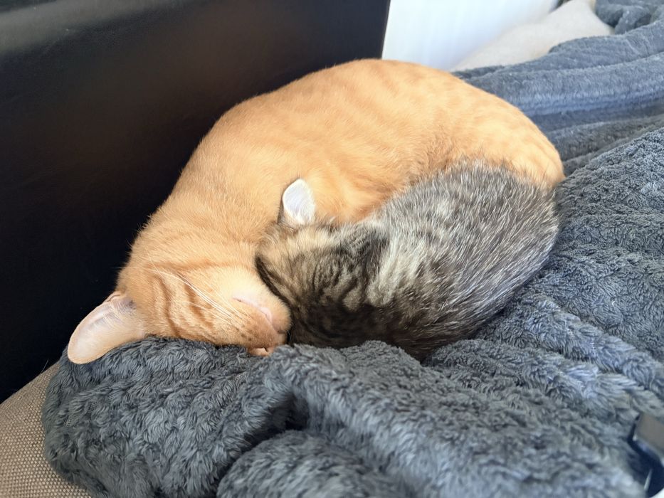 Котенок девочка бесплатно