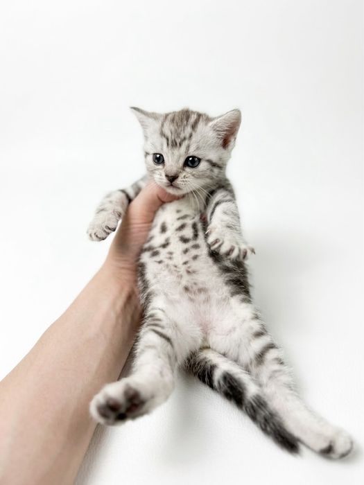 продам шотланских котят