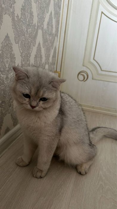 Продаю 8 месячного кота