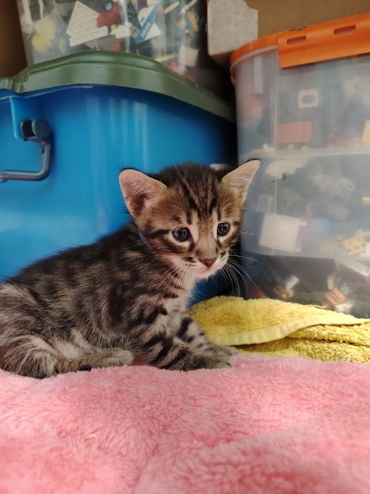 Бенгальские котята