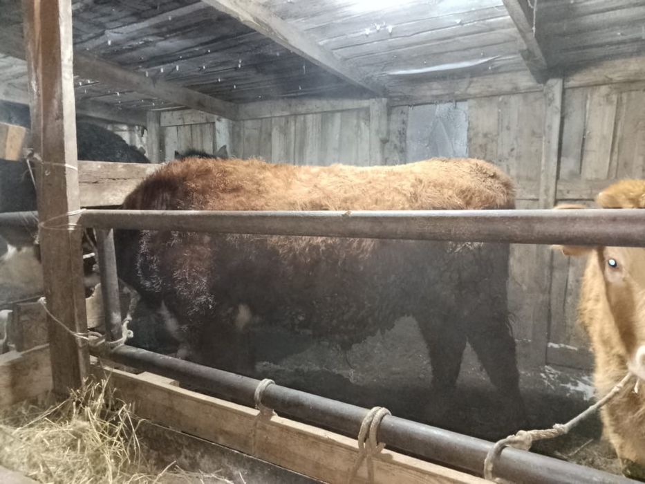 срочно продам бычки и телата