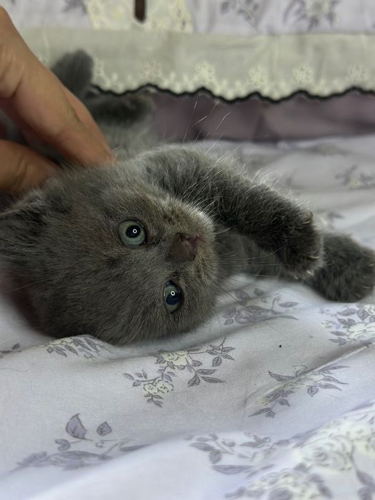 Toza zotli mushuklar