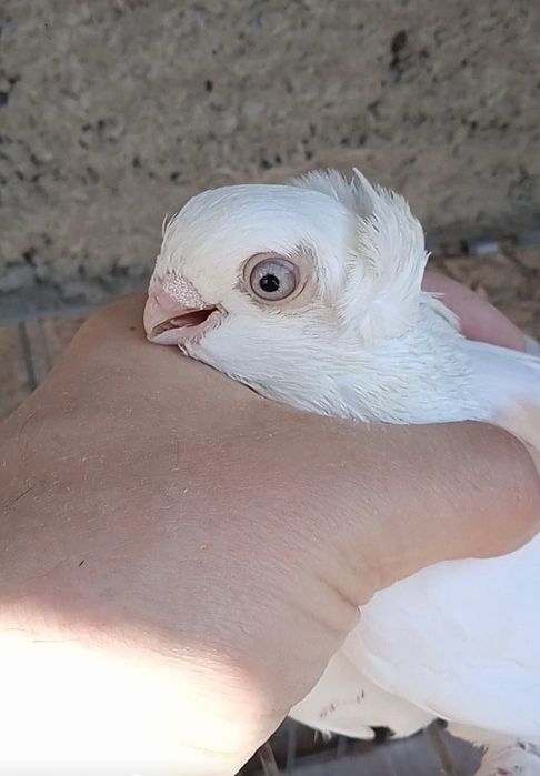 Гульбодамка голубка