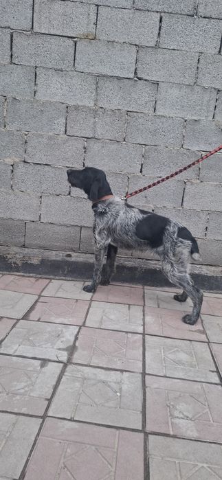 Продам  либо обмен Дратхаар щенка суку