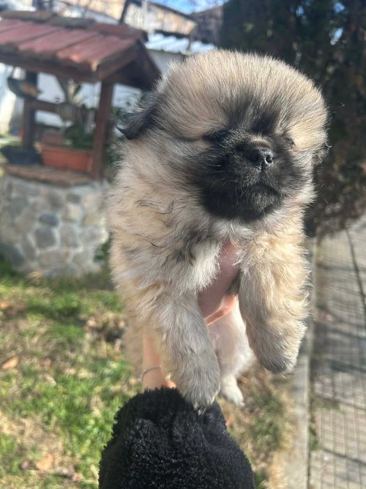 Продавам пекинези