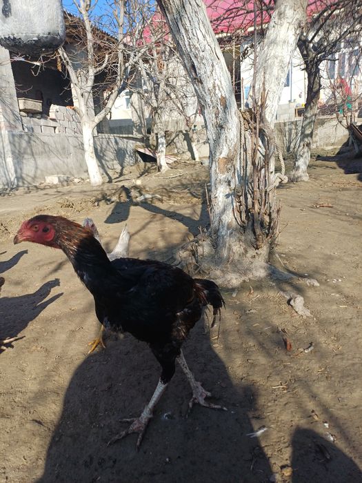 Салом хуроз сотилади нархи келишилади