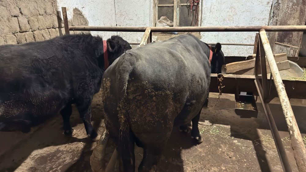 Aberdin Angus buqalar buqasi.