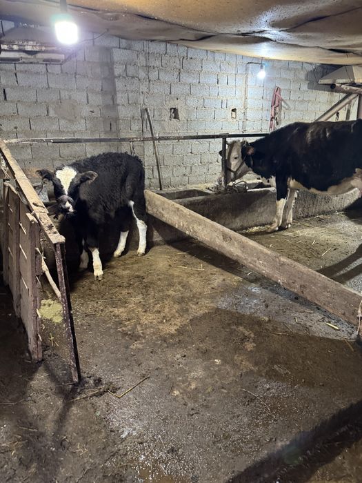 Ona bola sgir sotladi