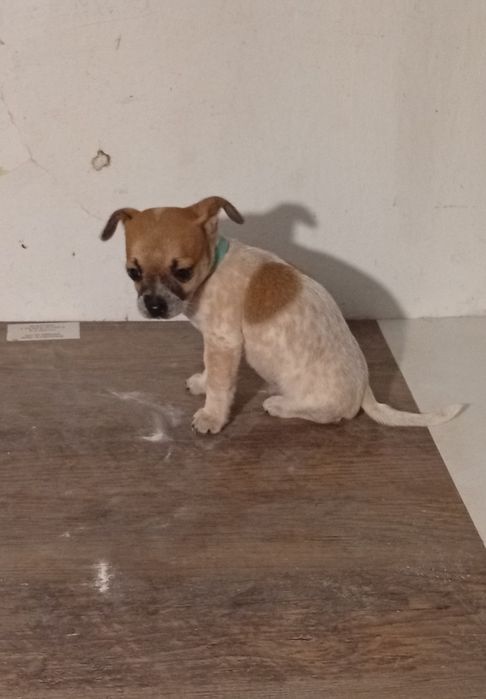 Сладко мини Чихо-пинчер (момче)