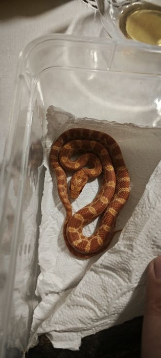 Маисовый полоз змея