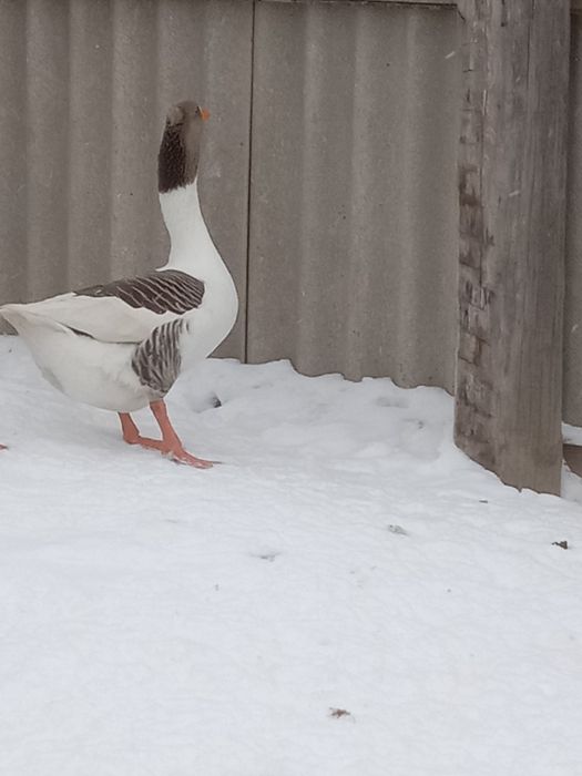 Продам гусака домашнего