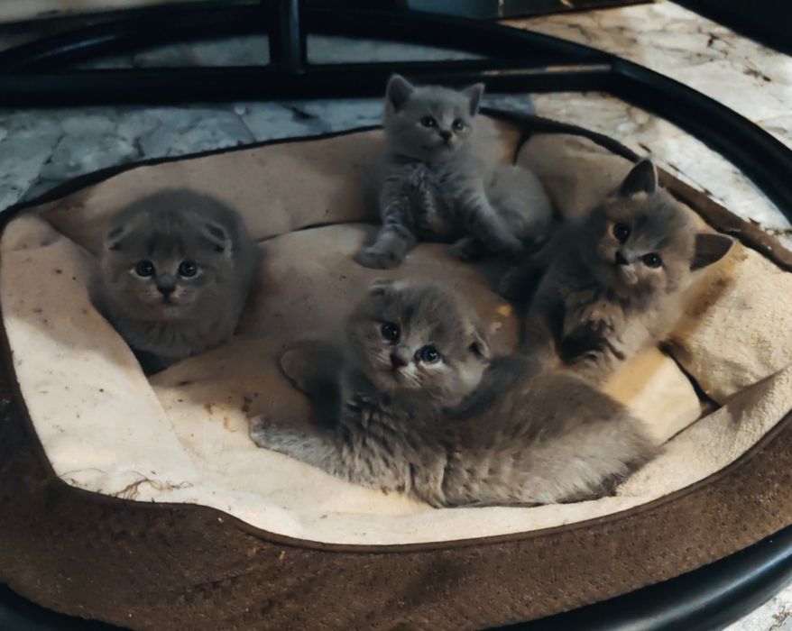 Scottish fold blue rasa pura de la crescător