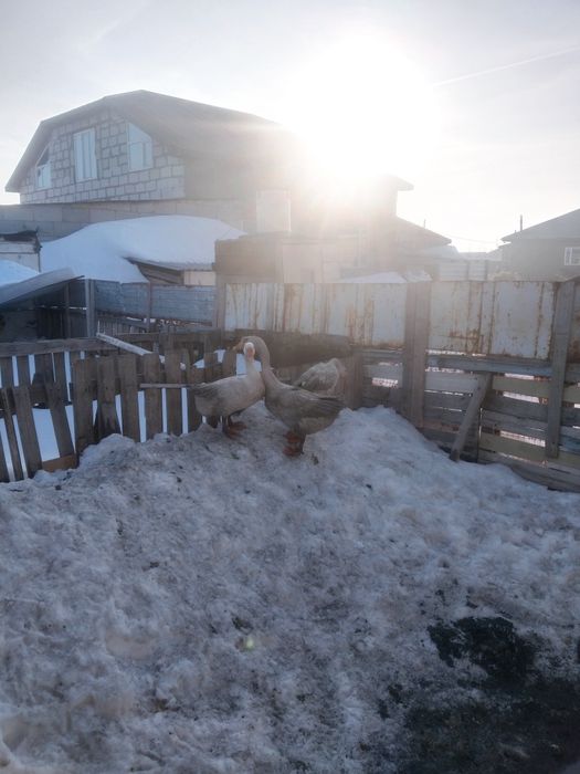 Продам гусеи порода линда