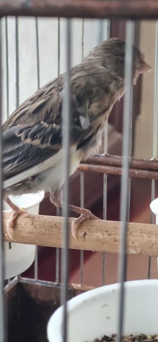 Авле молодойла 3-4 ойлик -  жуда тетик ва чиройли