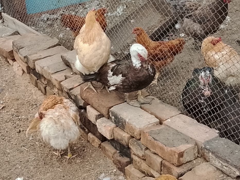 Продам индоуток и селезней
