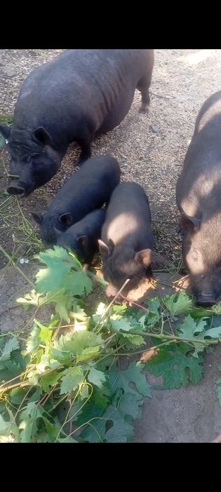 Виетнамски прасета и прасенца з