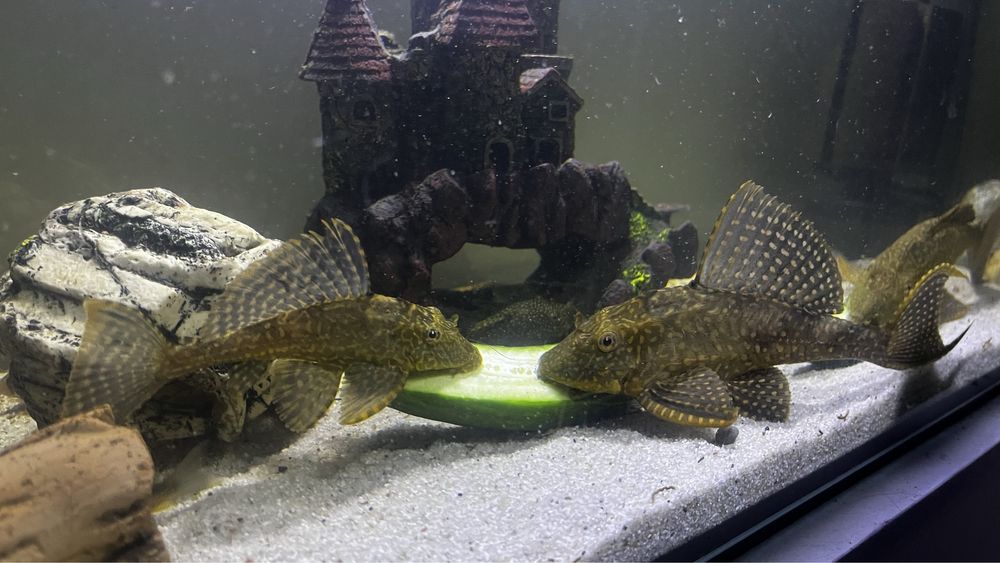 Pleco gibiceps 20 cm