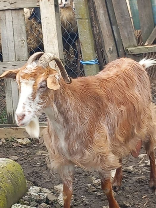 Vând 2 capre (francez alpina și românească)