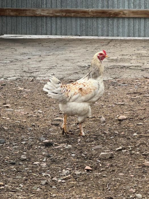 Срочно срочно продается петухи