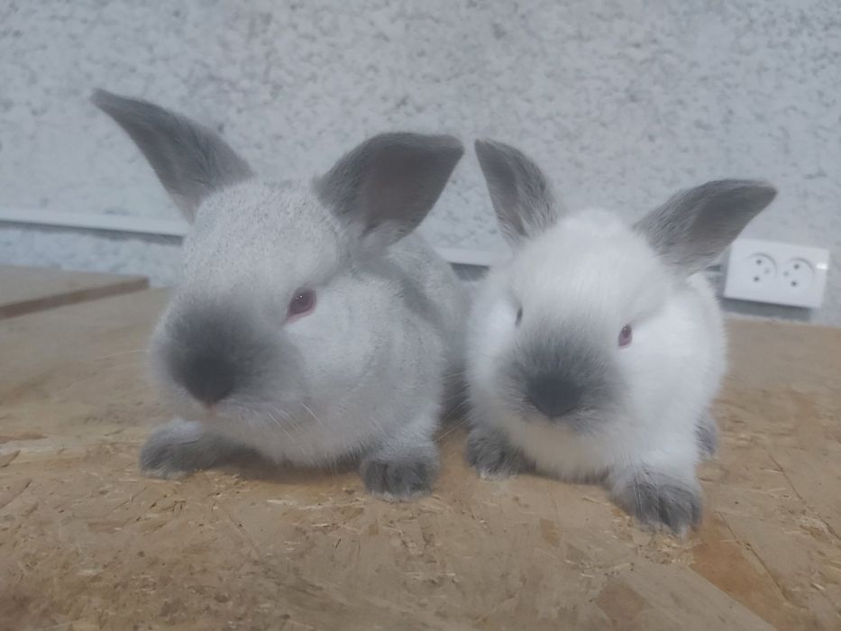 Продаются кролики крольчата куен болалари.  Калифорния