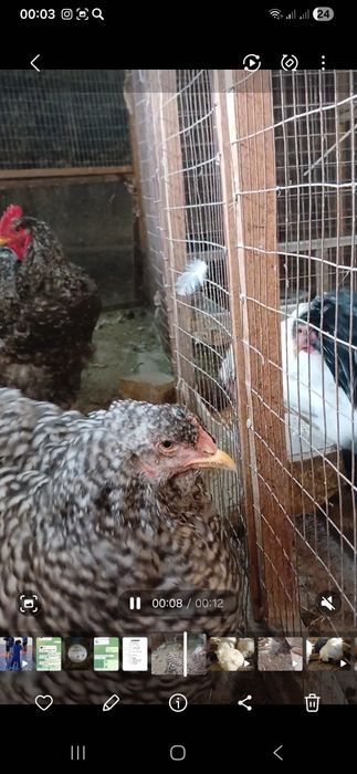 Кохинхин стандарт