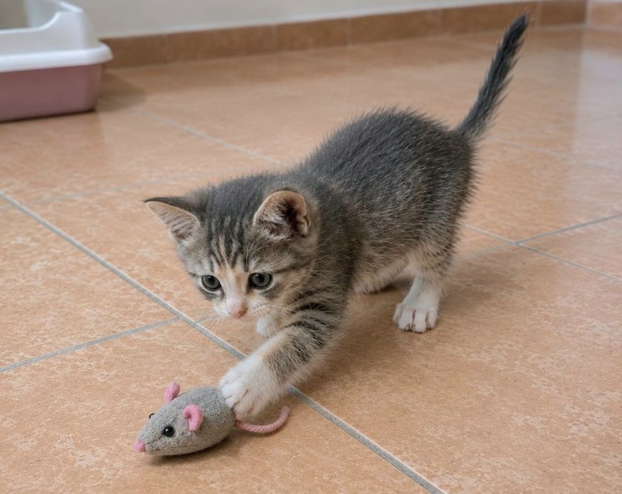 Красивые котята девочки бесплатно!