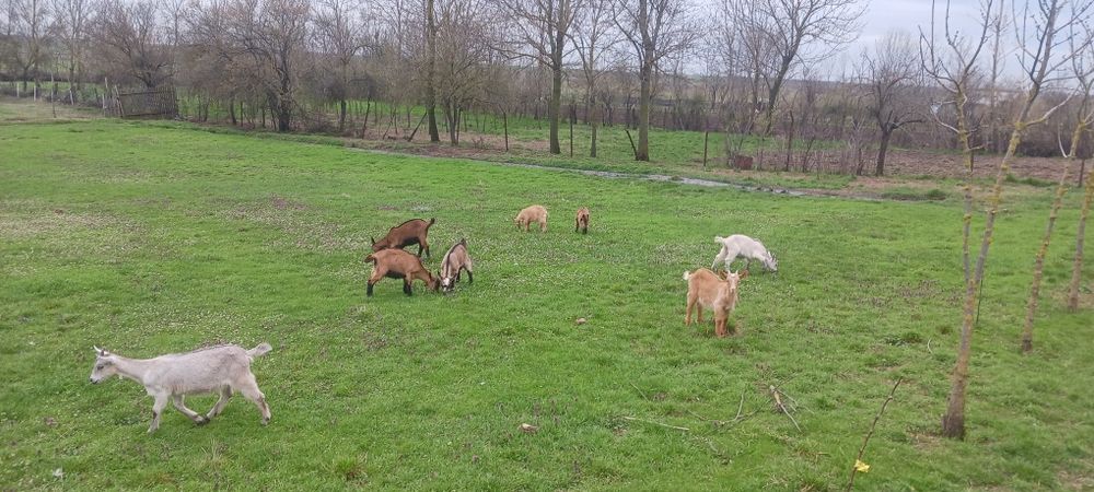 Iezi si iede de vanzare