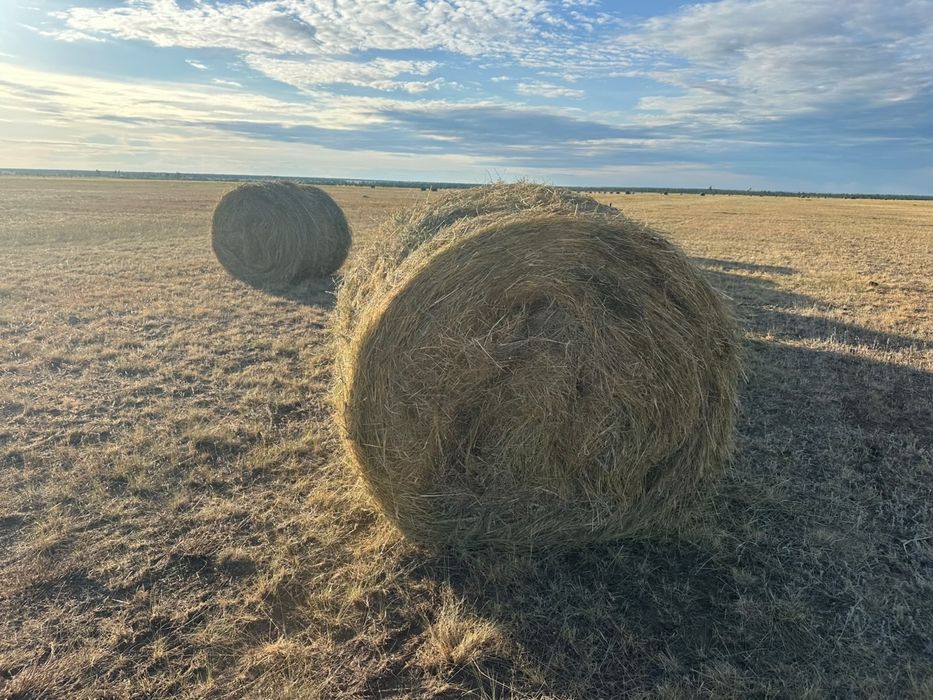Продам сено в рулонах
