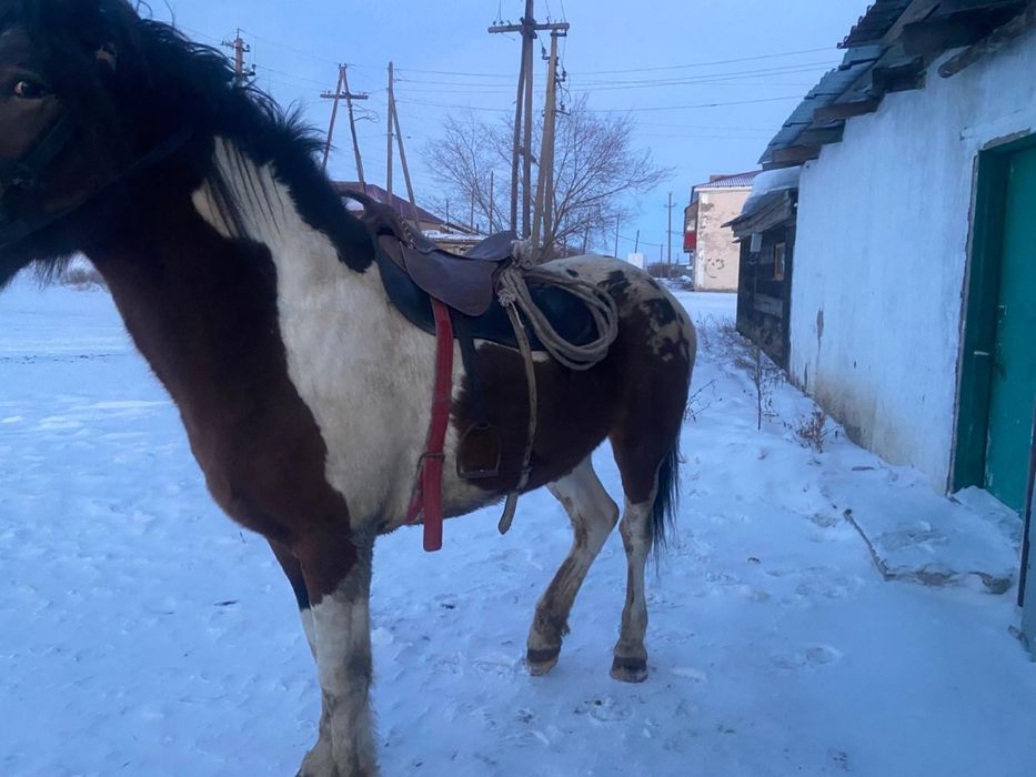 Полутяж айғыр бесті