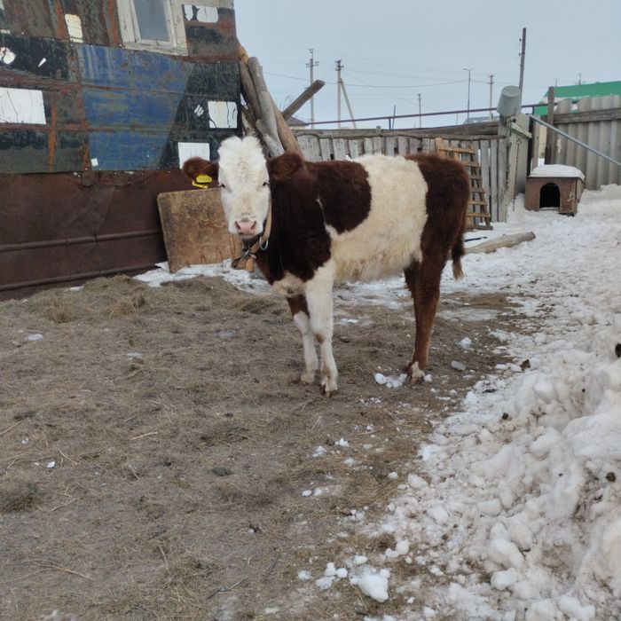 Ұрғашы баспақ сатылады