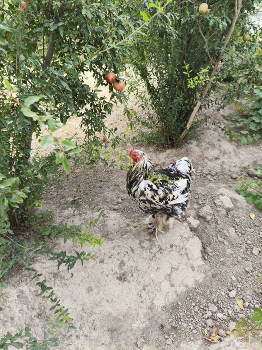Miramir xuroz sotiladi
