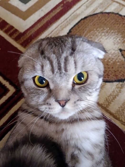 Skotish fold 1 yosh toza mushuk