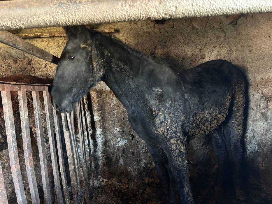 Продам откормленного Кунана