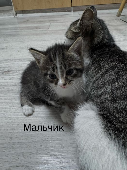 Котята мальчик и девочка