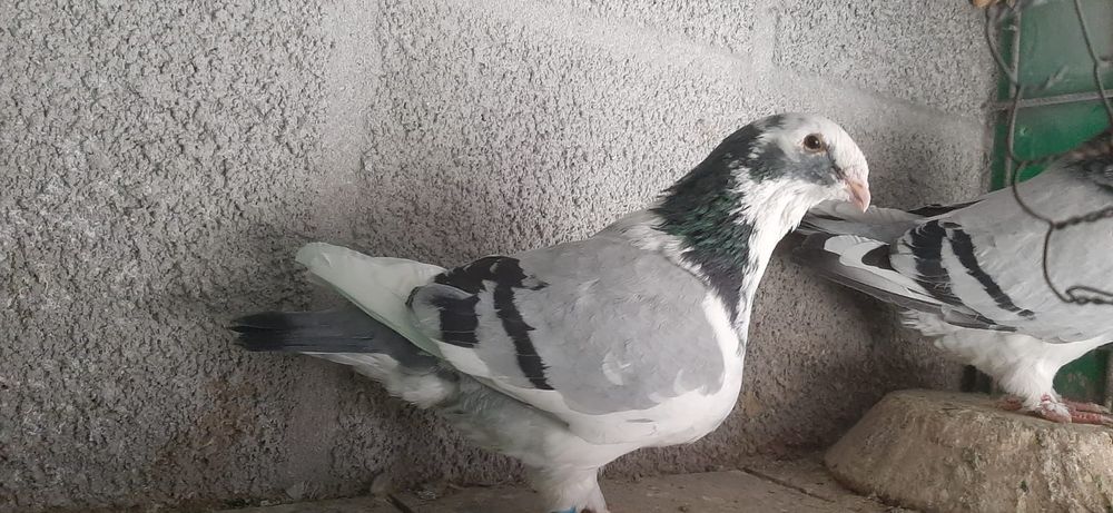 Porumbei standard