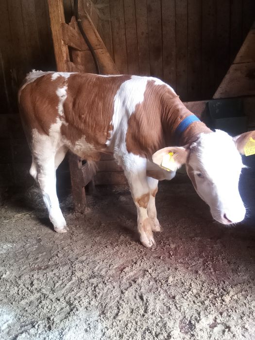 Vând vaca de 7 ani cu vițel