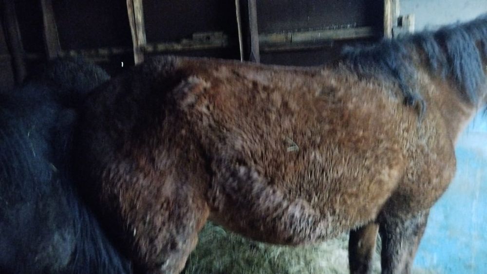 Обменяю бие с жеребёнком на дойную корову с телёнком или продам на кор