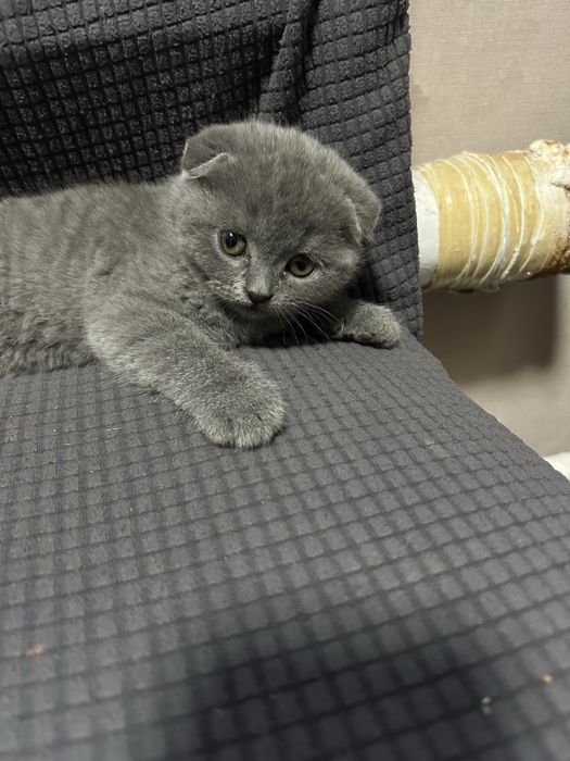 Котята британские,короткошерстные