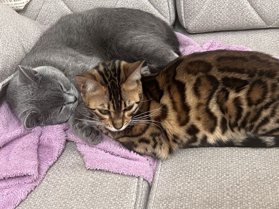 Бенгальский котенок